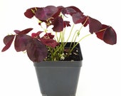 Purple Shamrocks Oxalis Triangularis Lucky Plant Love Plant Wood Sorrel - House Plant Home Decoration Ground Cover - 4 quot Pot