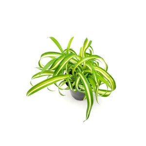 3.5pot Bonnie Curly Spider Plant, Chlorophytum comosum, Airplane Plant Foliage Plants, Houseplants, Air Purifier image 6
