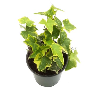 4” Gold Child Ivy/Hedera helix/English Ivy/Baltic Ivy – Houseplants/Foliage Plants/Hanging Baskets/Plant Walls/Groundcover/Air Purifiers