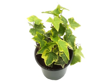 4" Gold Child Ivy Plant (Hedera helix), Free Heat Pack