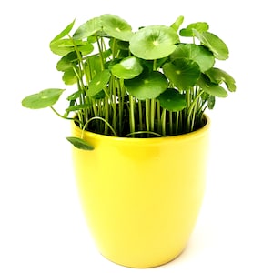 Copper Coin Plant, Hydrocotyle vulgaris, Lucky Plant, Money Plant, Marsh Pennywort – House Plants, Aquatic Plants.