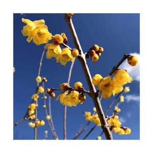 May include: Close-up of a flowering branch with bright yellow blossoms and buds against a clear blue sky. The flowers have delicate, layered petals. The branches are brown and slender, creating a natural, airy composition.