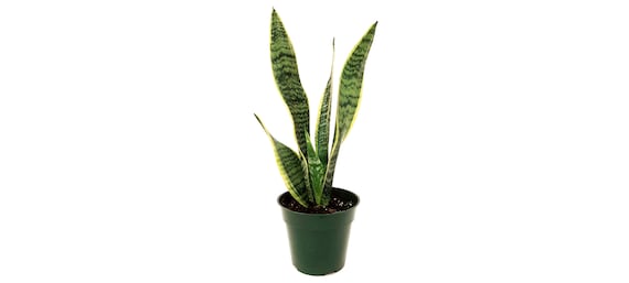 4-Pot of Snake Plant, Sansevieria Laurentii, Birds Nest Plant,  Succulents, Low Maintenance, Air Purifier, Allergy Relief, Free Heatpad