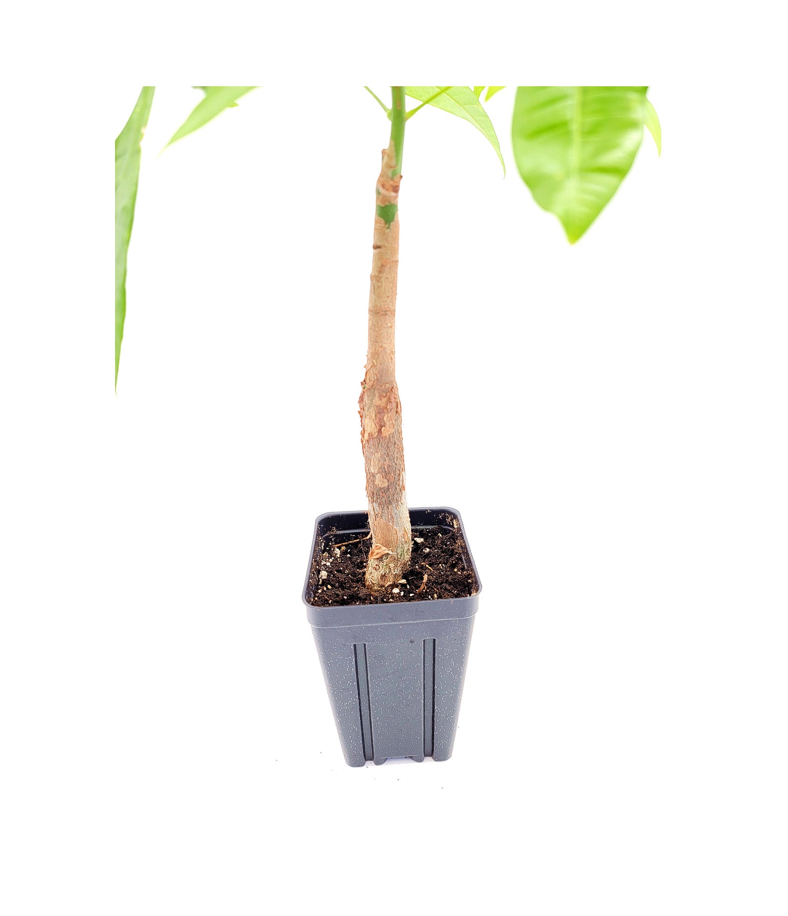 Single Trunk Money Tree