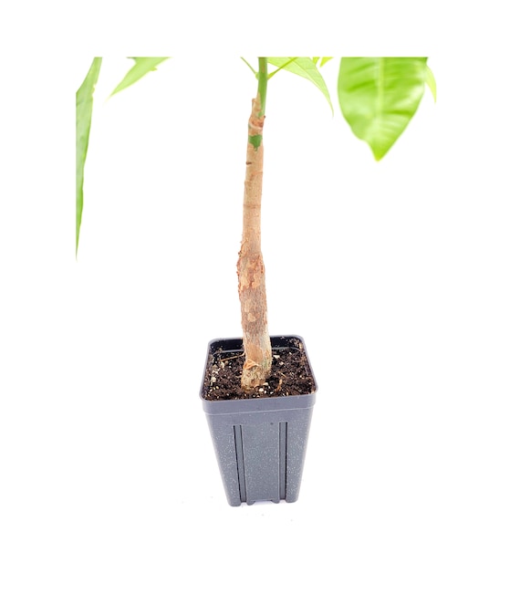 tree money Money Tree | Indoor Plants