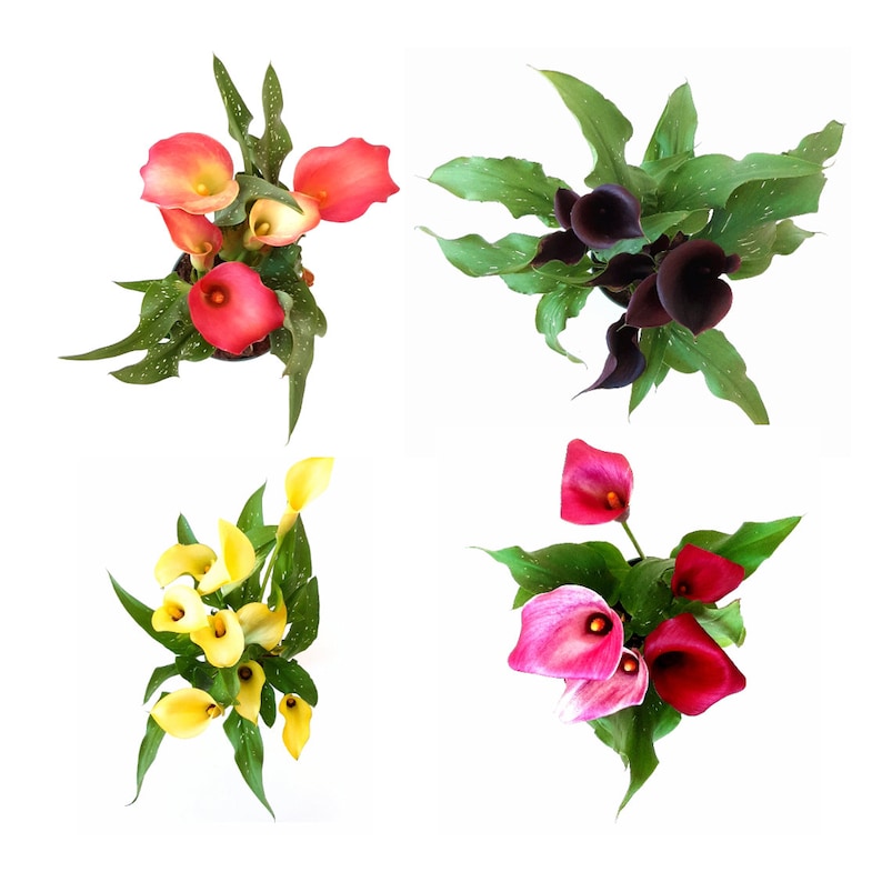 WonderlandHG Calla Lily Bulb