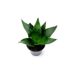 Snake Plant Green Star Power, Dracaena trifasciata, Sansevieria trifasciata, Mother-in-Laws Tongue, Air Purifier, Low-Light 4 Pot image 2