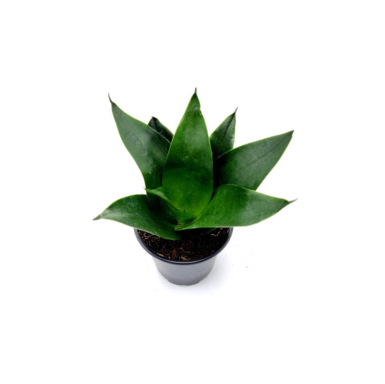 Snake Plant Green Star Power, Dracaena trifasciata, Sansevieria trifasciata, Mother-in-Laws Tongue, Air Purifier, Low-Light 4 Pot image 2