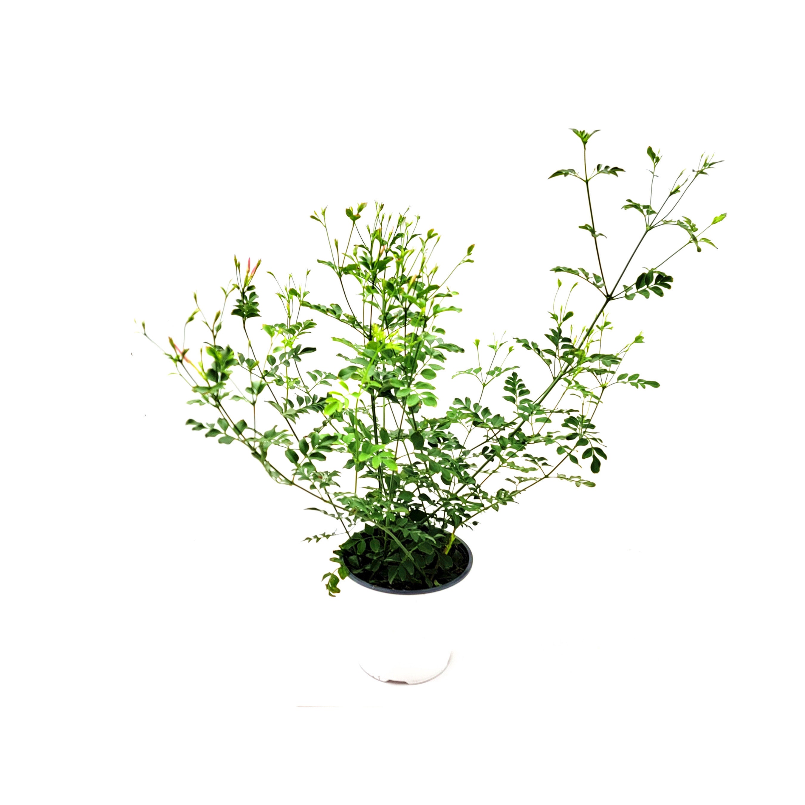 Upright Common Jasmine Jasminum Officinale Poet's Etsy