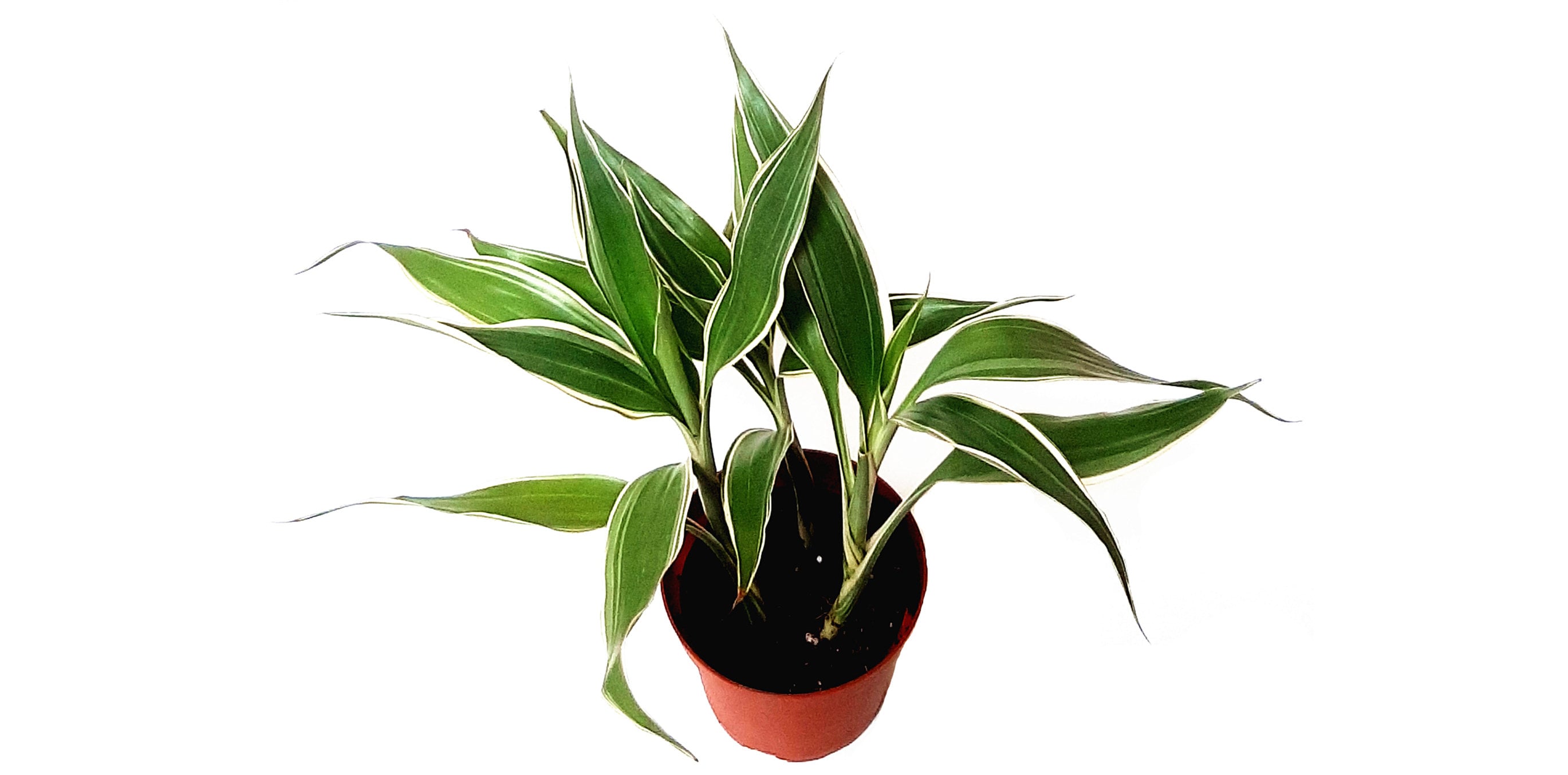 monstera plant moss pole Monstera Deliciosa in Moss Pole 2.5 meters – Plant Studio LLC