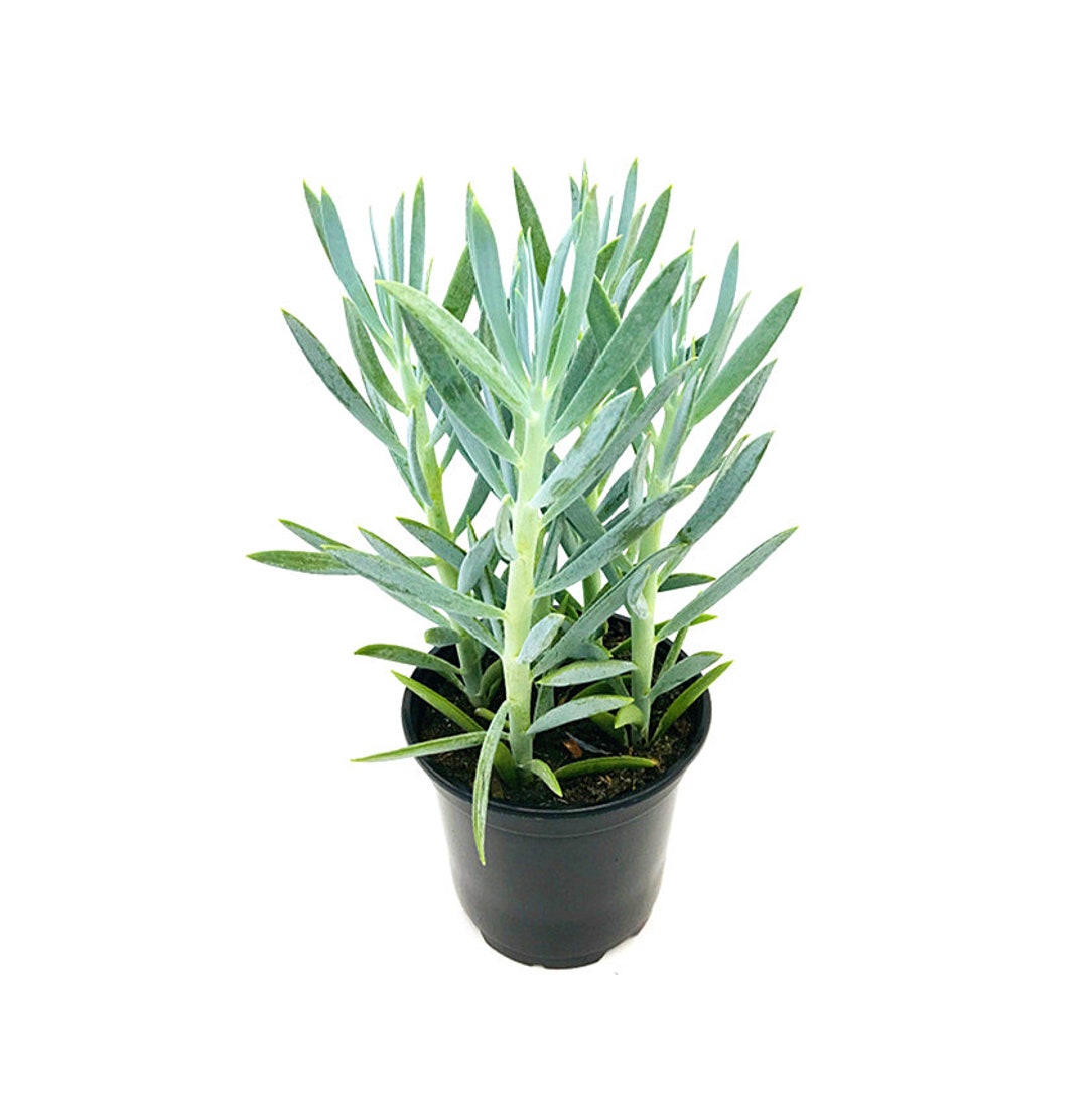 Tutustu 20+ imagen oxalis triangularis plantagen - abzlocal fi