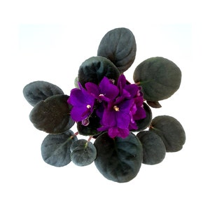 4 African Violet with Dark Purple Flowers, Saintpaulia ionantha Houseplants, Flowering Plants, Perennials image 3