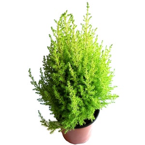 Lemon Cypress Tree (Goldcrest) – Fragrant Evergreen in 4.5" Pot, Indoor & Outdoor Plant, Mini Tree, Live Houseplant Gift image 4