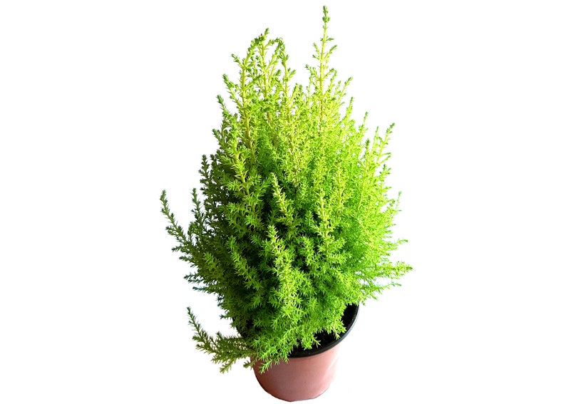 Lemon Cypress Tree (Goldcrest) – Fragrant Evergreen in 4.5" Pot, Indoor & Outdoor Plant, Mini Tree, Live Houseplant Gift image 4