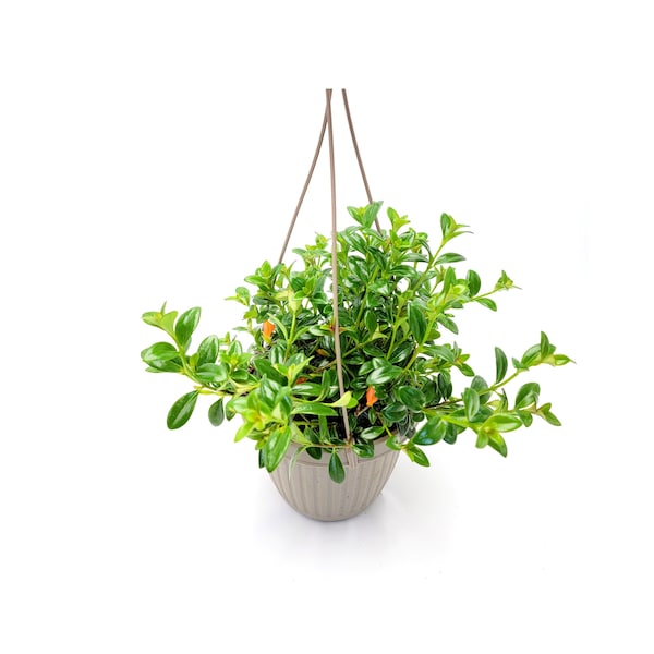 6" Hanging Basket of Goldfish Plant, Nematanthus gregarious – Houseplants, Flowering Plants, Foliage Plants, Home Décor