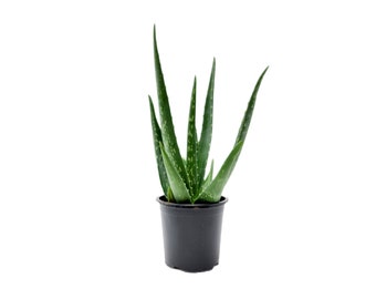 Aloe vera, Aloe barbadensis, Succulent, 4” Pot