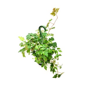 Cissus Rhombifolia main image 1