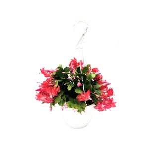 8"-Hanging Basket of Zygocactus, Schlumbergera bridesii, Thanksgiving Cactus - Flowers around Thanksgiving