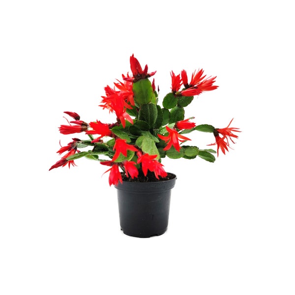 4” Pot, Red Spring Cactus, Easter Cactus, Rhipsalidopsis gaertneri – Flowering Plants, Live Indoor House plants, Succulents