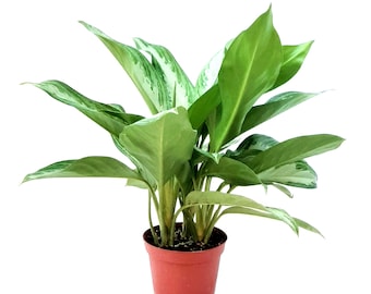 May include: A potted Aglaonema plant with large, variegated green and white leaves. The plant is in a small, terracotta-colored pot. The leaves are broad and have a glossy texture, with a mix of solid green and lighter, almost white, sections.