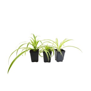 May include: Three small potted spider plants with green and white striped leaves in black plastic pots.