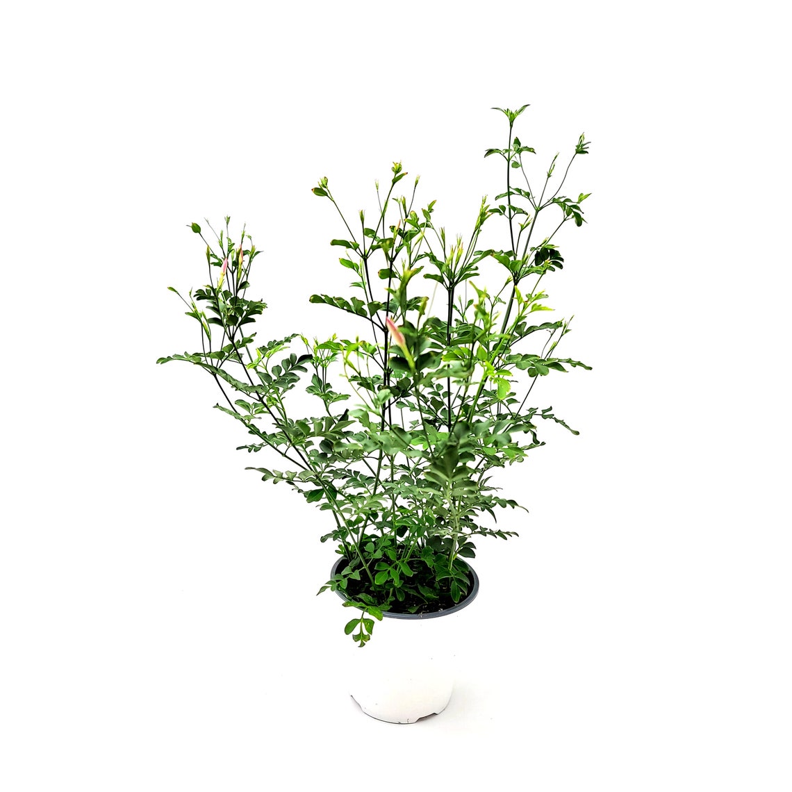 Upright Common Jasmine Jasminum Officinale Poet's Etsy