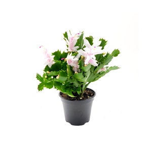 4” Pot of Pink White Thanksgiving Cactus, Schlumbergera truncate, Holiday Cactus, Holiday Gifts + FREE HEATPACK