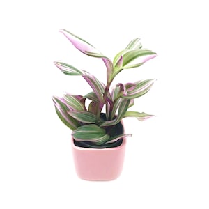 4”-pot Fantasy Venice Wandering Jew (Tradescantia albiflora Nanouk) in a Pink Ceramic Square Outer Planter - Home Décor, Holiday Gift