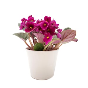 May include: A small potted African violet plant with vibrant pink flowers and green leaves. The plant is in a white ceramic pot.