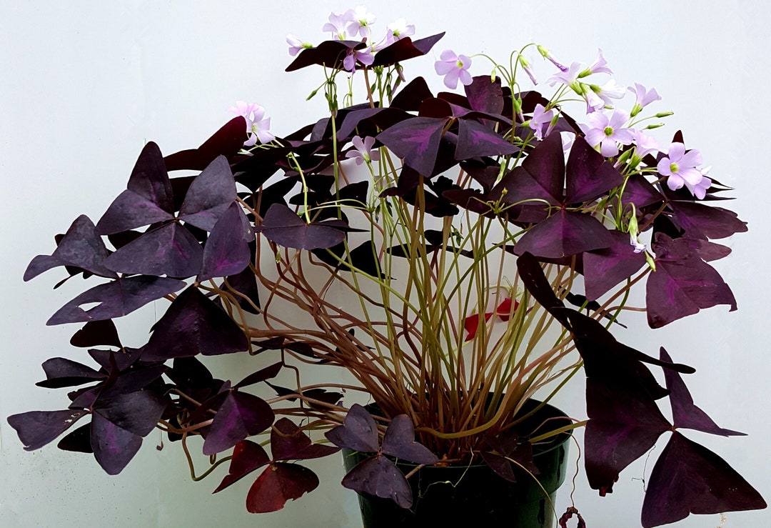 Purple and Green Shamrocks/oxalis Triangularis/lucky Plants/love Plant