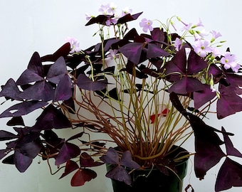 Purple and Green Shamrocks, Oxalis Triangularis, Lucky Plants, Love Plant, Wood Sorrel, House Plants – Five Freshly Isolated Corms