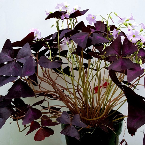 Purple and Green Shamrocks, Oxalis Triangularis, Lucky Plants, Love Plant, Wood Sorrel, House Plants – Five Freshly Isolated Corms