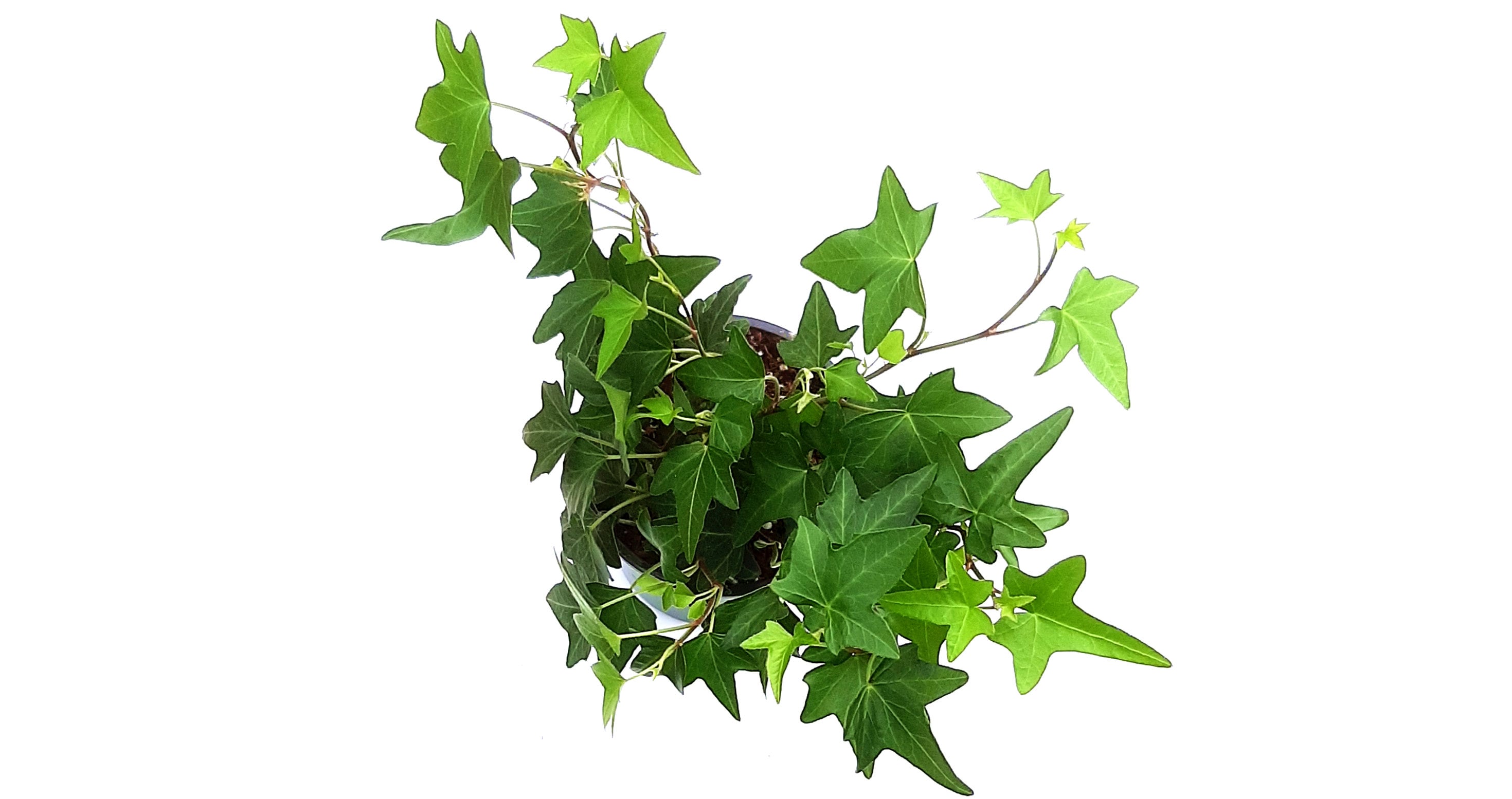 4 Needlepoint Ivy/Hedera helix/English Ivy Etsy