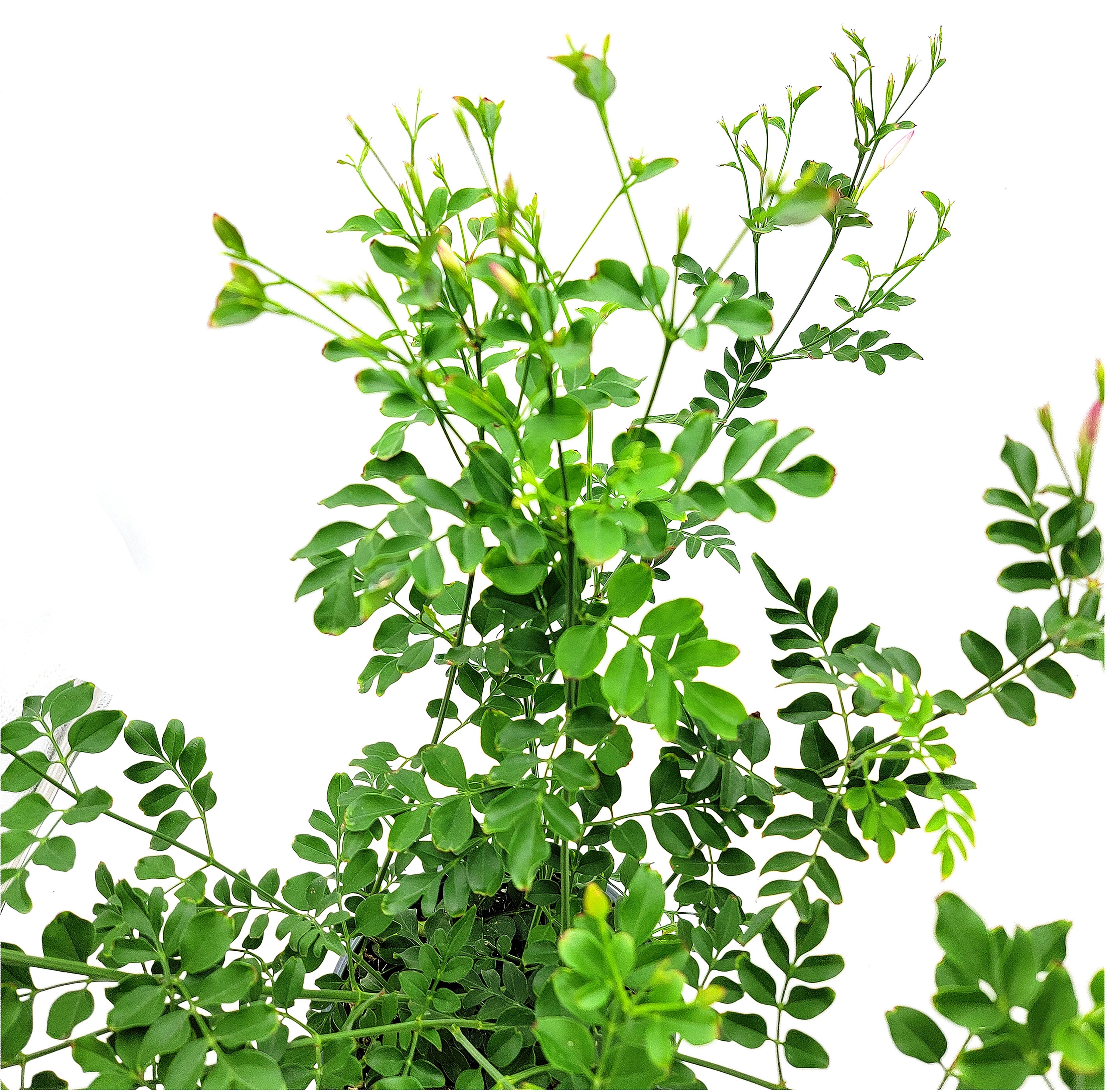 Upright Common Jasmine Jasminum Officinale Poet's Etsy