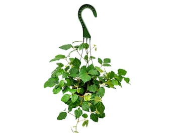 6”-Hanging Basket of Grape Ivy, Cissus rhombifolia – Vining Plants, Houseplants, Hanging Basket, Trailing Plants, Home Décor