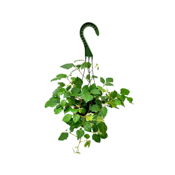 6”-Hanging Basket of Grape Ivy, Cissus rhombifolia – Vining Plants, Houseplants, Hanging Basket, Trailing Plants, Home Décor