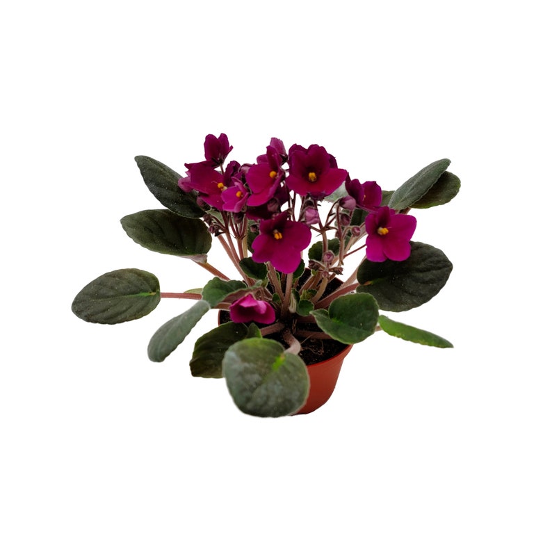 4 African Violet with Burgundy Red Flowers Burgundy on the red side, NOT red, Saintpaulia ionantha Houseplants, Flowering Plants image 4