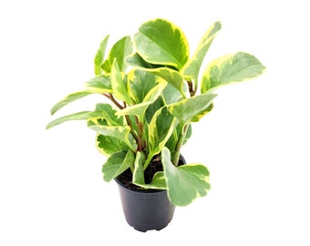 Peperomia Green Variegated, Peperomia obtusifolia, Baby Rubberplant, Pepper Face - House Plants, Tropical Plants, Foliage plants - 4" Pot