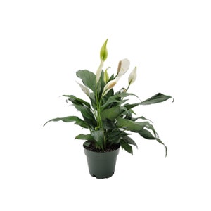 6&quot;-pot Peace Lily, Spathiphyllum Wallisii, White Sails, Spathe Flower – Foliage Plants, Flowering Plants, Home Décor, Air Purifiers