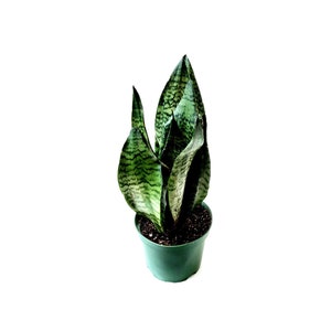May include: A potted snake plant with dark green and light green striped leaves. The plant is in a green plastic pot.