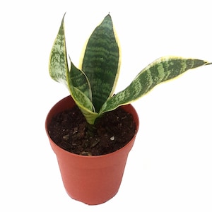 Bird's Nest Snake Plant - Etsy