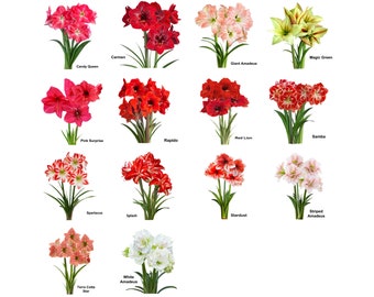 A Collection of Jumbo Amaryllis Bulbs – Large Flowers & Special Beauty