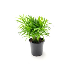4&quot;-pot of Parlor Palm, Neanthe Bella Palm, Chamaedorea elegans – Houseplants, Foliage Plants, Low Maintenance, Indoor Plants