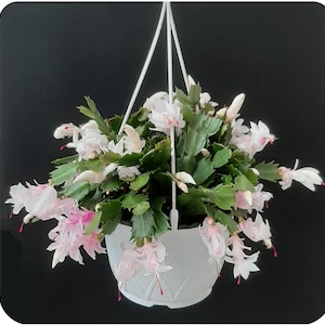 8&quot;-Hanging Basket of Pink White Christmas Cactus, Zygocactus, Schlumbergera bridesii, Thanksgiving Cactus, Holiday Cactus, Holiday Gift
