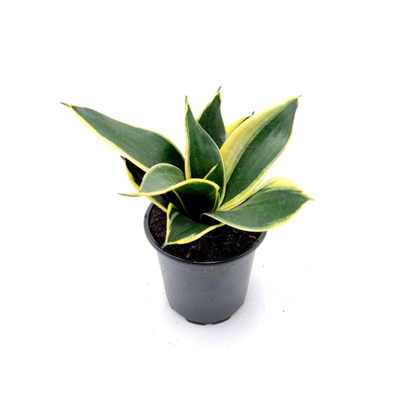 zz zenzi plant Zamioculcus Zamiifolia 'Zenzi' Plant - Zenzi ZZ Plant