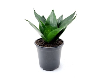 Snake Plant Green ‘Star Power’, Dracaena trifasciata, Sansevieria trifasciata, Mother-in-Law’s Tongue, Air Purifier, Low-Light – 4” Pot