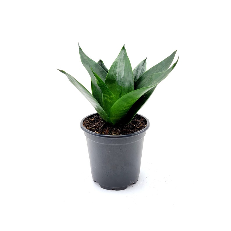 Snake Plant Green Star Power, Dracaena trifasciata, Sansevieria trifasciata, Mother-in-Laws Tongue, Air Purifier, Low-Light 4 Pot image 1