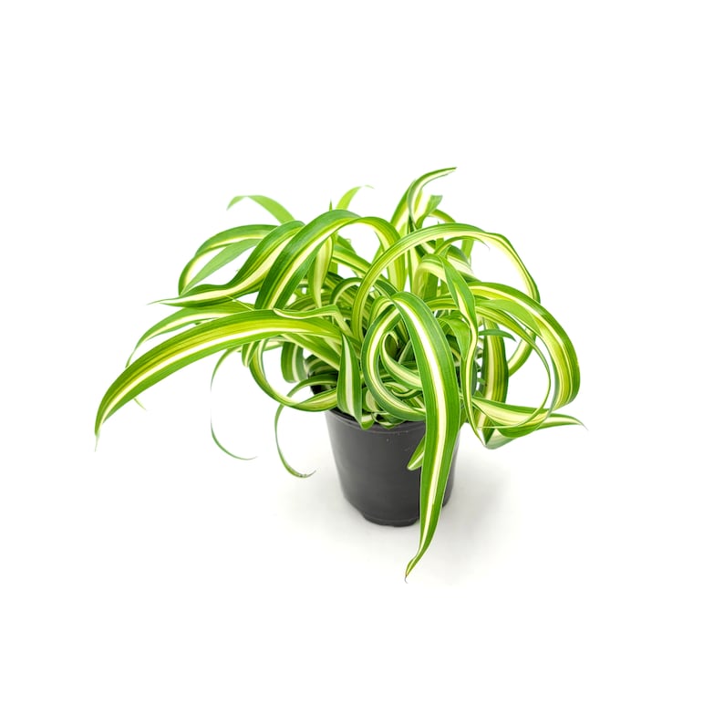 3.5pot Bonnie Curly Spider Plant, Chlorophytum comosum, Airplane Plant Foliage Plants, Houseplants, Air Purifier image 4