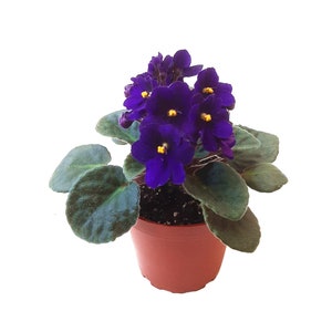 4” African Violet with Blue Flowers, Saintpaulia ionantha – Houseplants, Flowering Plants, Perennials