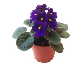 4” African Violet with Blue Flowers, Saintpaulia ionantha – Houseplants, Flowering Plants, Perennials